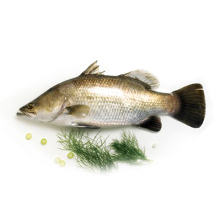 Barramundi