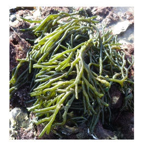 Codium Viltwier