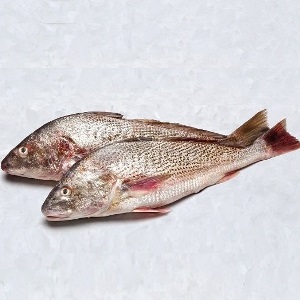 Corvina