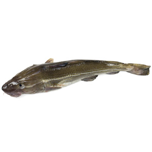 Kabeljauw