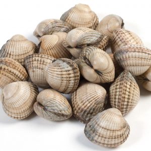 Kokkels