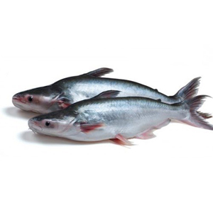 Pangasius