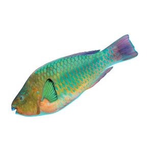Papegaaivis