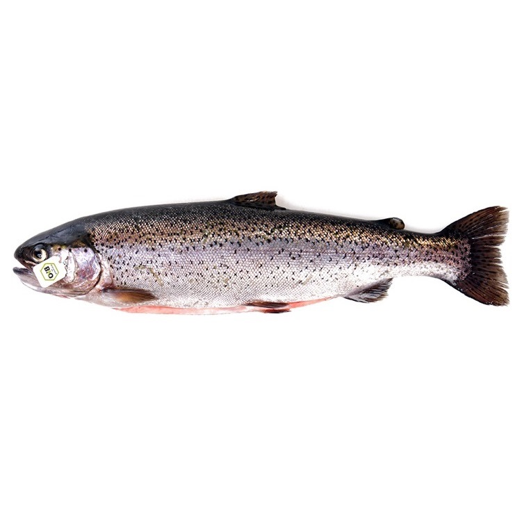 Regenboogforel