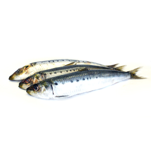 Sardine