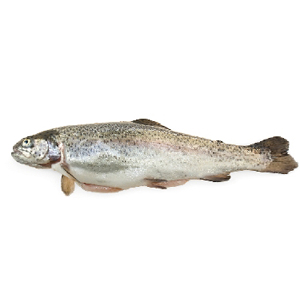 Zalmforel