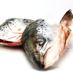 Zalmkoppen